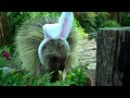 Teddy the Porcupine's Easter treat