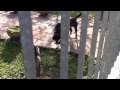 Cane in calore scopa gatto