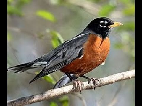 π American Robin Wood Pecker Moves In Makes Robin π‘ Listen Want A fight? Come On!πΏοΈ Chase π American Robin Wood Pecker Moves In Makes Robin π‘ Listen Want A fight? Come On!πΏοΈ Chase