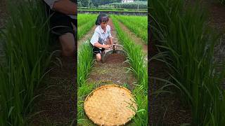How Grandma Catches Fish From Her Rice Field Fishing