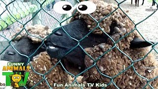 Ovelhas Choné na Quinta dos Animais - Farm animals video for kids