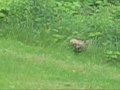 Fox Family In The Backyard