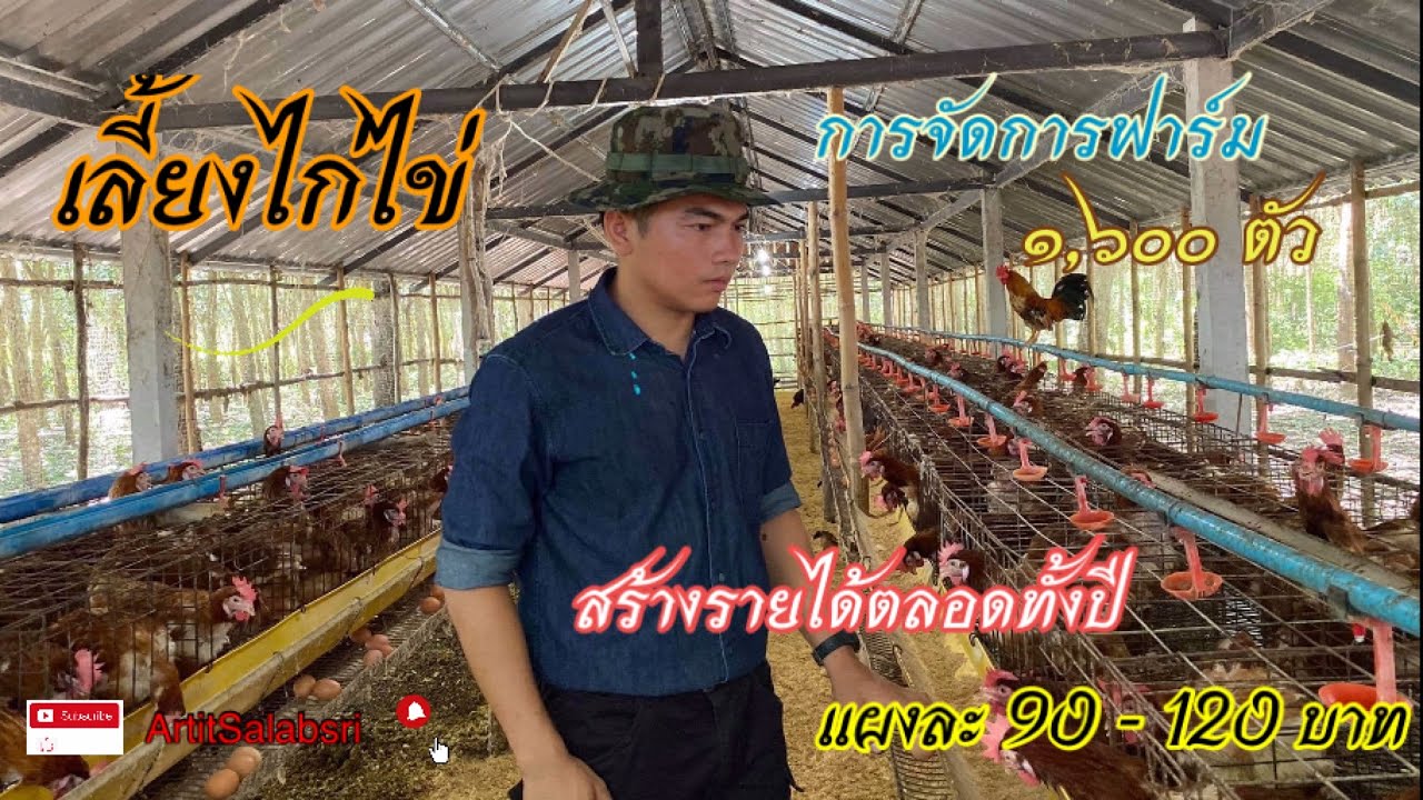 เลี้ยงไก่ไข่ 1,600 ตัว เทคนิคการเลี้ยงไก่ไข่สร้างรายได้ 45,000-50,000 บาทต่อเดือน #เลี้ยงไก่ไข่พารวย|Updateยอดนิยมราคาส่งวันนี้ เลี้ยงไก่ไข่ 1,600 ตัว เทคนิคการเลี้ยงไก่ไข่สร้างรายได้ 45,000-50,000 บาทต่อเดือน #เลี้ยงไก่ไข่พารวย|Updateยอดนิยมราคาส่งวันนี้