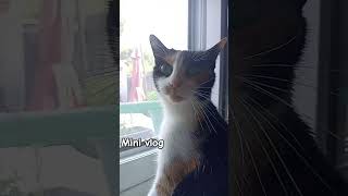 Mini Vlog