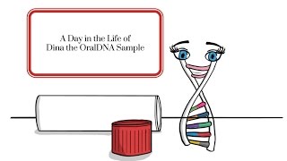A Day in the Life of Dina the OralDNA Sample