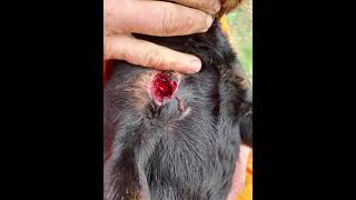 Che Sanglier Jagd Terrier