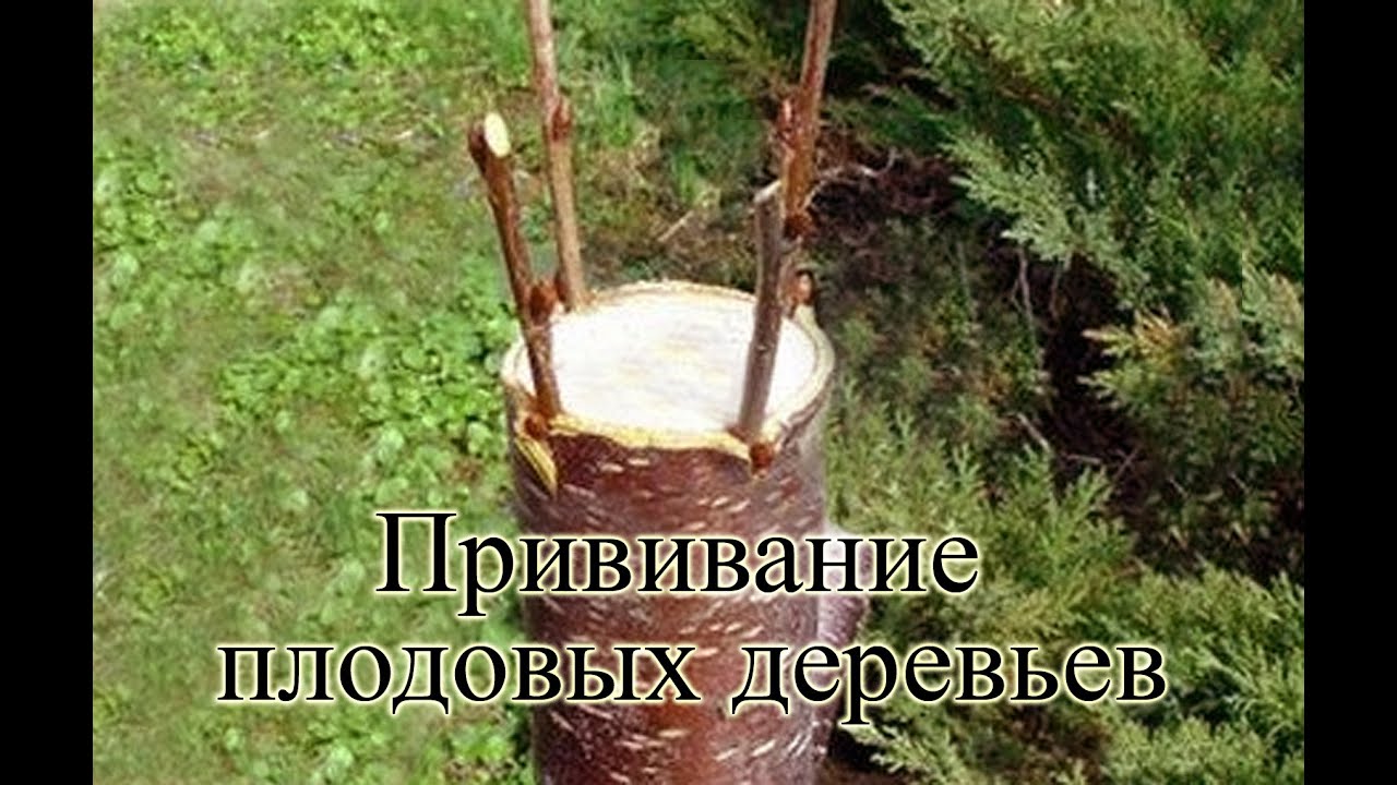 Как сделать прививку мостиком на яблоне Как сделать прививку мостиком на яблоне