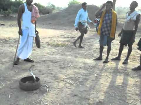 NagaBacha : Who are popular for catching Poisonos Snakes like...