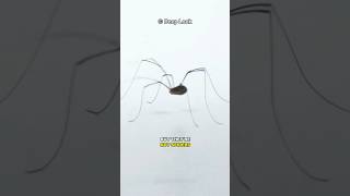 This Is Not A Spider