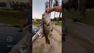 Big B Out Of Echo Park Lake Come Fishing With Me