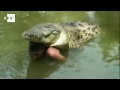 Pocho: una mascota de 5 metros, 445 kilos y más de 70 dientes