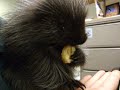 Baby Porcupine Eats A Banana and Has Hiccups!