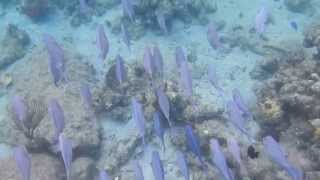 Watch Stan Rogers Man With Blue Dolphin video