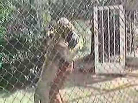 Christian the Lion- HUG!