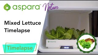 aspara™ nature mixed lettuce timelapse