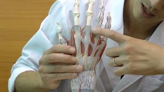 手関節，筋・靭帯付，4分解モデル：動画