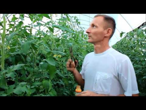 Поздравительная открытка с маковеем 77