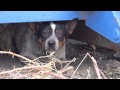 After living under a dumpster for 11 months, this dog gets rescued and goes from SAD to HAPPY!