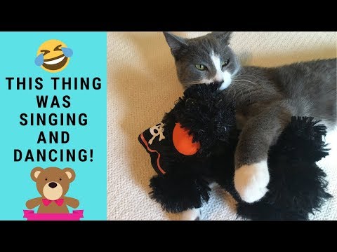 Funny Cats Playing With Halloween Dancing Stuffed Plush Animal