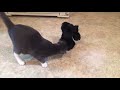 Funny Cats Playing With Halloween Dancing Stuffed Plush Animal