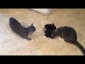 Funny Cats Playing With Halloween Dancing Stuffed Plush Animal