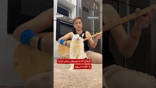 گربهای که با موسیقی محلی ترکیه به خلسه میرود