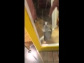 Happy Cat Does a Happy Dance to Greet Its Owner !! Kitten's P...