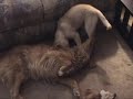 My puppy Firenza and Brio play-wrestling