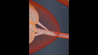 How Milk Is Produced In Mothers Body 28 3D Animation