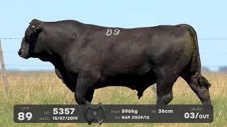 LOTE 89 - TOUROS BRANGUS - LEILÃO SÃO BIBIANO 2021