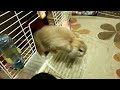 元気なメイプルくん♪