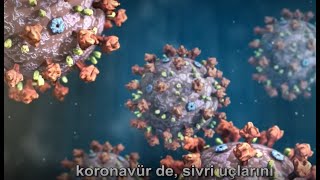 Koronavirüs hastalığı COVID-19'a yakalandığınızda akciğerlerinize neler olur? Nu
