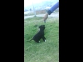 Pitbull stanford cachorro