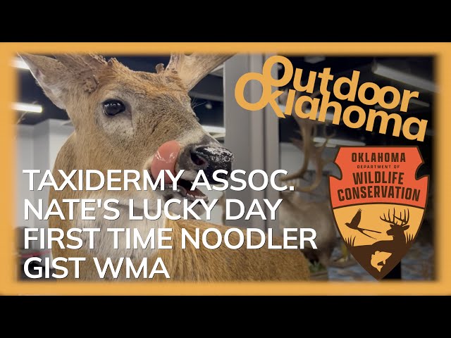 Watch Outdoor Oklahoma 4740 (OK Taxidermy Association, Nate's Lucky Day, Classic: First Time Noodler) on YouTube.