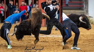 Segundo Toro Bravo Capea La Pedraja De Portillo