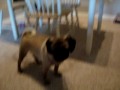My Mocky Dog!!