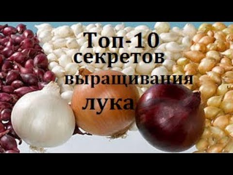 Выращивание лука – посадка и уход: мои советы и отзывы (Нижегородская область)