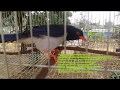 Chim PHƯỢNG HOÀNG ĐẤT ĂN GI NHỈ?????? 0335305982