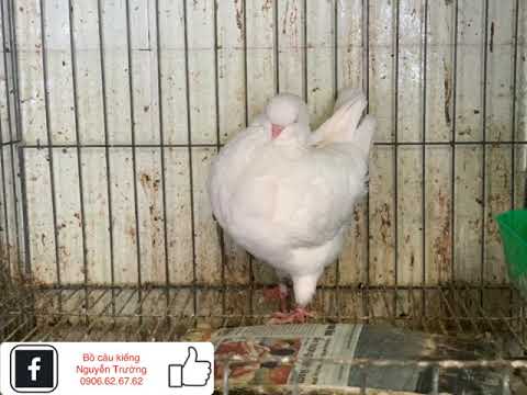 (87) Bồ câu banh Mỹ trắng như Ngọc Trinh. Modenas Pigeons. Bồ câu kiểng Nguyễn Trường 0906.62.67.62