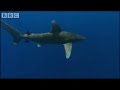 Surrounded by Oceanic White Tipped Sharks - Planet Earth - BBC wildlife