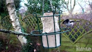 12th Dec Coal, Blue and LT Tits