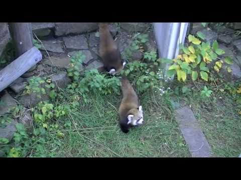 レッサーパンダの赤ちゃん屋外デビュー（円山動物園）