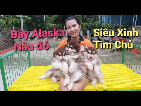 Bầy Alaska Nâu đỏ gần 2 tháng tuổi cần tìm chủ | Trại Chó Xuân Giàu | Liên hệ : 0937. 0937. 32