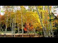 Indigo Harp - Birch Leaves in the Fall