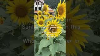 Sunflower Garden In Japan