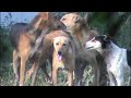 3 MALE dogs have fun with 1 FEMALE dog