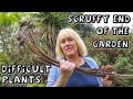 The Scruffy End of my Garden || Difficult Plants