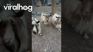 Fainting Goat Faceplants || Viralhog