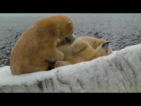 Polar Bear 20100110 ララとツインズの寝起き（円山動物園）