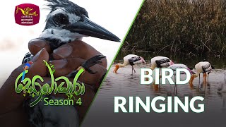Sobadhara - Sri Lanka Wildlife Documentary | 2020-07-31 | Bird Ringing